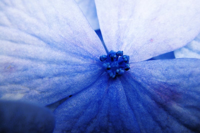 Enchanted Garden Wedding